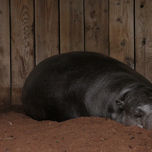 Thug, Choeropsis liberiensis, Feb 2024