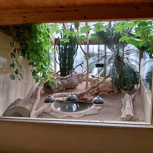 Dôme des espèces menacées - Hispaniolan rhinoceros iguana enclosure