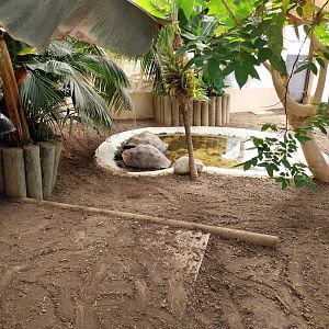 Dôme des espèces menacées - Galapagos giant tortoise enclosure