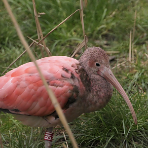Immature Eudocimus ruber, Feb 2024