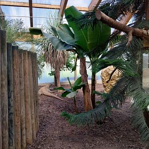 Dôme des espèces menacées - Komodo dragon (Varanus komodoensis)