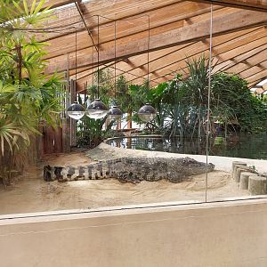 Dôme des espèces menacées - Siamese crocodile (Crocodylus siamensis)
