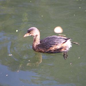 (Wild) Pied-Billed Grebe (Podilymbus podiceps)