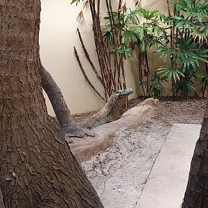 Dôme des espèces menacées - Komodo dragon (Varanus komodoensis)