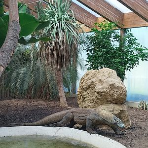 Dôme des espèces menacées - Komodo dragon (Varanus komodoensis)