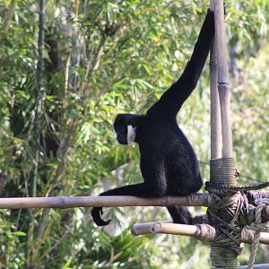 Northern White-Cheeked Gibbon (Nomascus leucogenys)