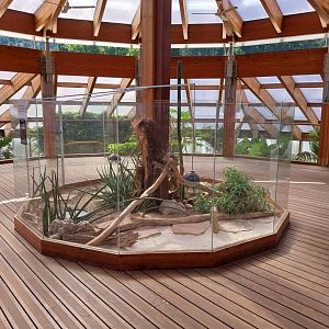 Dôme des espèces menacées - Mexican beaded lizard enclosure