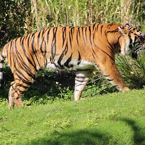 “Conrad” the Sumatran Tiger (P. t. sumatrae)