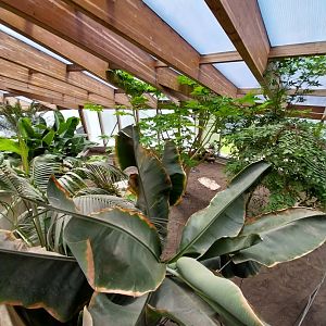 Dôme des espèces menacées - Galapagos giant tortoise enclosure