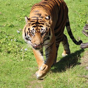 “Conrad” the Sumatran Tiger (P. t. sumatrae)