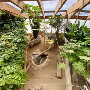 Dôme des espèces menacées - Hispaniolan rhinoceros iguana enclosure