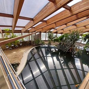 Dôme des espèces menacées - Siamese crocodile enclosure