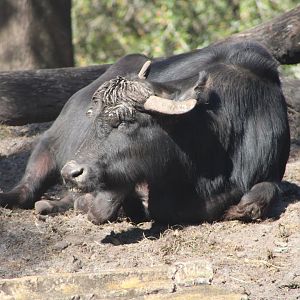 Domestic Water Buffalo (Bubalus bubalis)