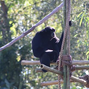 Siamang (Symphalangus syndactylus)