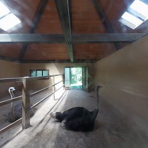 Grande Volière - Ostrich pen