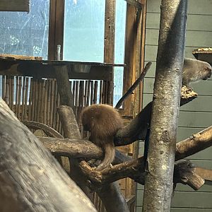 Baby Brazilian Prehensile-Tailed Porcupine with Black-Tailed Marmoset