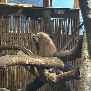 Baby Brazilian Prehensile-Tailed Porcupine