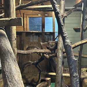 Baby Brazilian Prehensile-Tailed Porcupine with Black-Tailed Marmoset