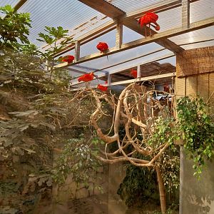 Volière des ibis - Scarlet ibis (Eudocimus ruber)