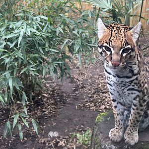 Ocelot (Leopardus pardalis)