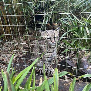 Geoffroy's cat (Leopardus geoffroyi)