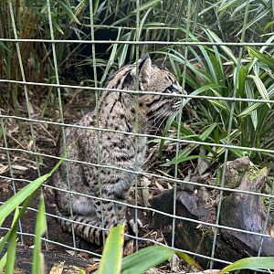 Geoffroy's cat (Leopardus geoffroyi)