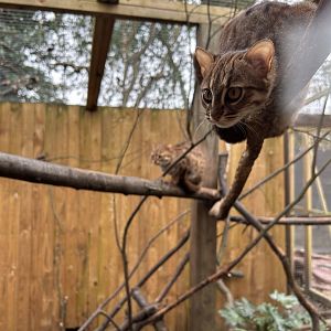 Young Rusty-spotted Cats (Prionailurus rubiginosus)