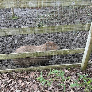Mike the Capybara