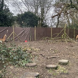 Maned Wolves (Chrysocyon brachyurus)