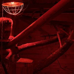 Grey-handed Night Monkey (Aotus griseimembra)