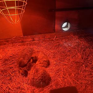 Slender-tailed Meerkats (Suricata suricatta)