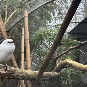 Bali Myna (Leucopsar rothschildi)