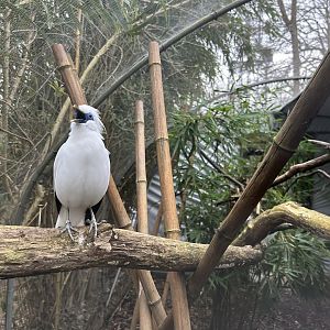 Singing Bali Myna (Leucopsar rothschildi)