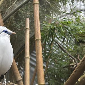 Bali Myna (Leucopsar rothschildi)