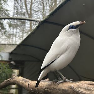 Bali Myna (Leucopsar rothschildi)