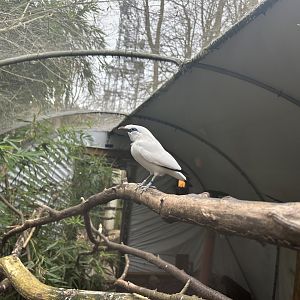Bali Myna (Leucopsar rothschildi)