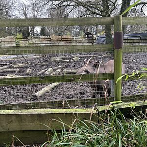Lowland Tapir Enclosure