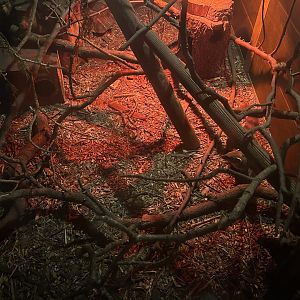 Ring-tailed Vontsira (Galidia elegans)