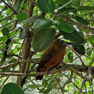 Capuchin Bird