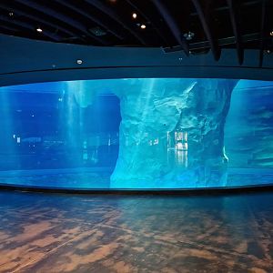 Penguin Cove underwater view