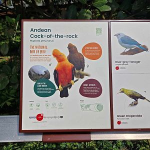 Andean Cock of the Rock sign