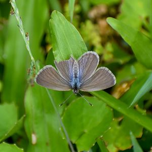Common Grass-Blue