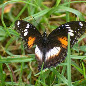 Common Eggfly