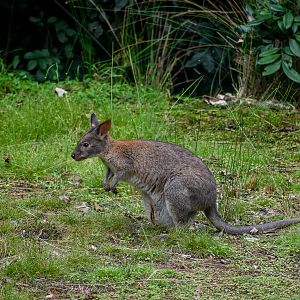 Red-necked Pademelon