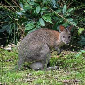 Red-necked Pademelon with pouch young