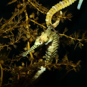 West Australian Seahorse (Hippocampus subelongatus)