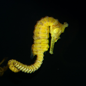 West Australian Seahorse (Hippocampus subelongatus)