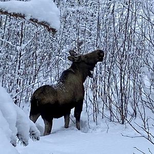 Moose in my backyard.  Alaska.