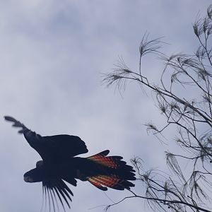 Red Tailed Black Cockatoo in Flight