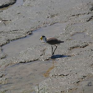 Masked Lapwing - Vanellus miles miles
